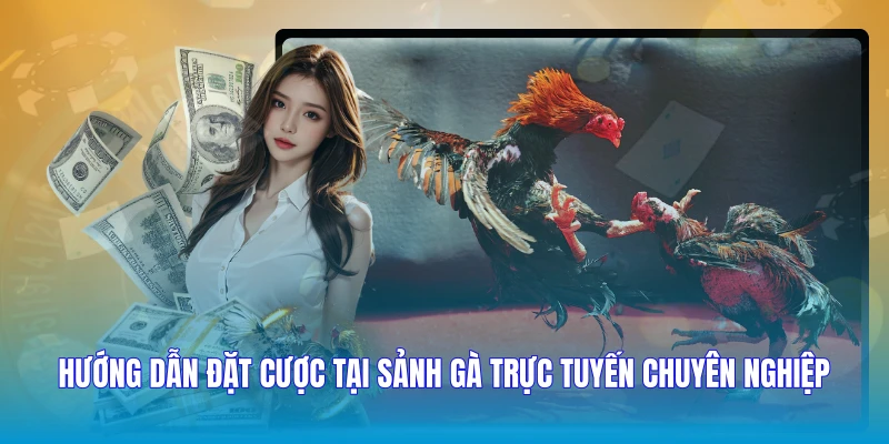 Hướng dẫn đặt cược tại sảnh gà trực tuyến chuyên nghiệp