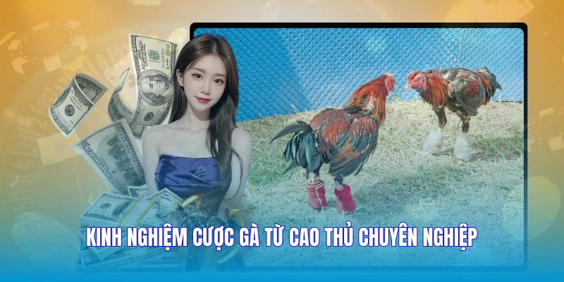 Kinh nghiệm cược gà từ cao thủ chuyên nghiệp